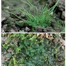 Attēlu rezultāti vaicājumam “Phaeoceros laevis subsp. carolinianus”