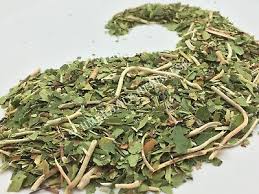 Attēlu rezultāti vaicājumam “Chimaphila umbellata fruit”