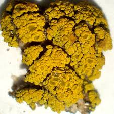 Attēlu rezultāti vaicājumam “Candelariella sp.”