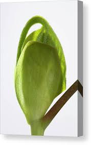 Attēlu rezultāti vaicājumam “Liriodendron tulipifera bud”