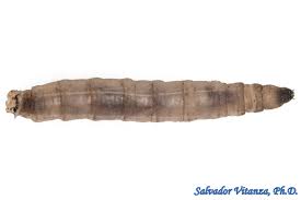 Attēlu rezultāti vaicājumam “Tipulidae larva”