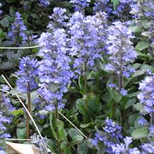 Attēlu rezultāti vaicājumam “Ajuga genevensis flower”