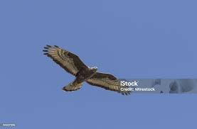 Attēlu rezultāti vaicājumam “Pernis apivorus adult”