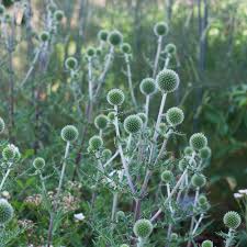 Attēlu rezultāti vaicājumam “Echinops sphaerocephalus”