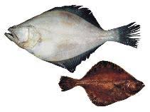 Image result for Hippoglossoides platessoides