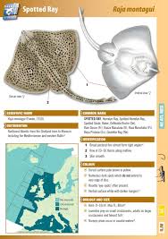 Image result for Raja montagui