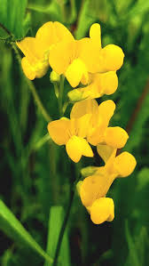 Attēlu rezultāti vaicājumam “Lathyrus pratensis fruit”