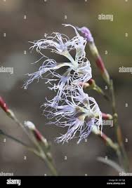 Attēlu rezultāti vaicājumam “Dianthus arenarius flower”