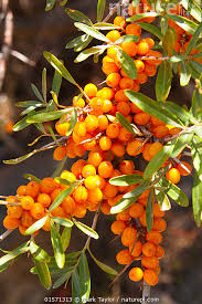 Attēlu rezultāti vaicājumam “Hippophae rhamnoides fruit”