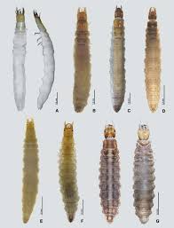 Attēlu rezultāti vaicājumam “Enochrus affinis”