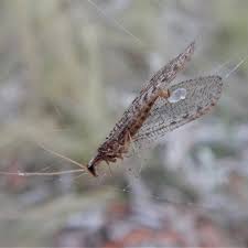 Attēlu rezultāti vaicājumam “Hemerobiidae”