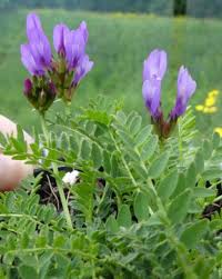 Attēlu rezultāti vaicājumam “Astragalus danicus leaf”
