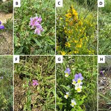 Image result for Campanula lingulata