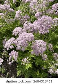 Image result for Pimpinella major