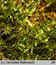 Attēlu rezultāti vaicājumam “Neckera pennata sporophyte”