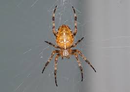 Attēlu rezultāti vaicājumam “Araneus diadematus”
