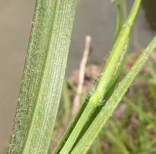 Attēlu rezultāti vaicājumam “Carex hirta fruit”