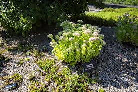 Attēlu rezultāti vaicājumam “Sedum acre bud”