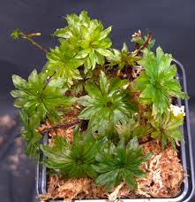 Attēlu rezultāti vaicājumam “Rhodobryum roseum”