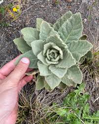 Attēlu rezultāti vaicājumam “Verbascum thapsus leaf”