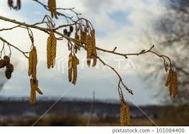Attēlu rezultāti vaicājumam “Alnus glutinosa flower”