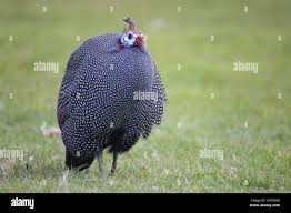 Attēlu rezultāti vaicājumam “Numida meleagris”