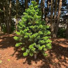 Attēlu rezultāti vaicājumam “Abies alba”
