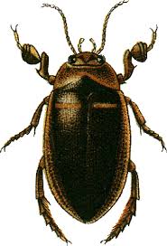 Attēlu rezultāti vaicājumam “Hydaticus transversalis”