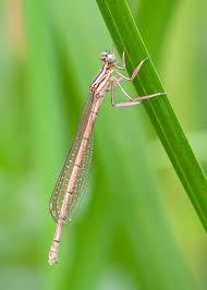 Attēlu rezultāti vaicājumam “Platycnemis pennipes female”