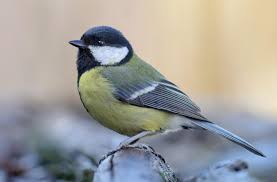 Attēlu rezultāti vaicājumam “Parus major female”