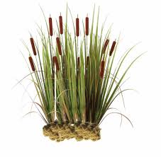 Image result for Rohrkolben