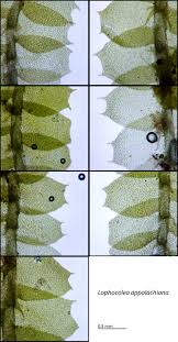 Attēlu rezultāti vaicājumam “Lophocolea coadunata”