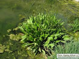 Attēlu rezultāti vaicājumam “Alisma plantago-aquatica”