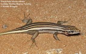 Attēlu rezultāti vaicājumam “Lycogala persicum sessile”