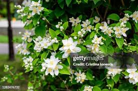 Attēlu rezultāti vaicājumam “Philadelphus coronarius leaf”