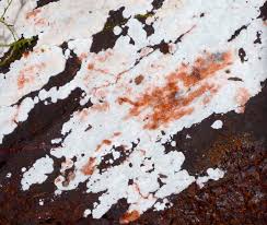 Attēlu rezultāti vaicājumam “Physisporinus sanguinolentus”