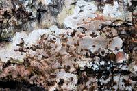 Attēlu rezultāti vaicājumam “Elmerina caryae”