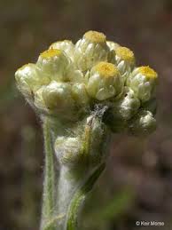 Attēlu rezultāti vaicājumam “Gnaphalium sylvaticum bud”