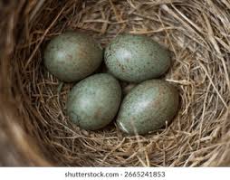 Attēlu rezultāti vaicājumam “Turdus merula eggs”