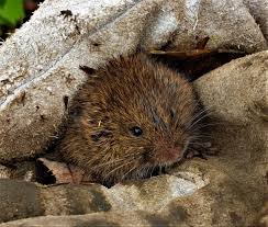 Attēlu rezultāti vaicājumam “Myodes glareolus”