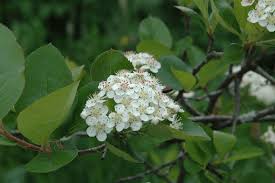 Attēlu rezultāti vaicājumam “x Sorbaronia fallax”