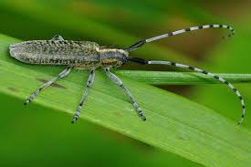 Attēlu rezultāti vaicājumam “Agapanthia villosoviridescens”