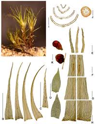 Attēlu rezultāti vaicājumam “Dicranella staphylina macro”