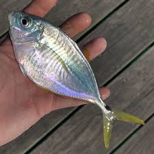 Image result for Alosa mediocris