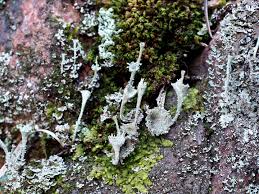 Attēlu rezultāti vaicājumam “Cladonia cornuta”