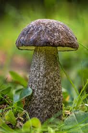 Attēlu rezultāti vaicājumam “Phleogena faginea young”