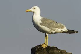 Image result for Larus cachinnans