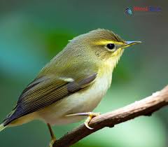 Attēlu rezultāti vaicājumam “Phylloscopus trochiloides adult”