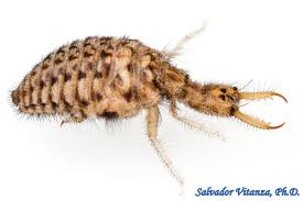 Attēlu rezultāti vaicājumam “Myrmeleontidae”