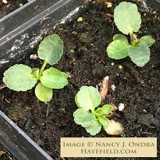 Attēlu rezultāti vaicājumam “Eryngium planum fruit”